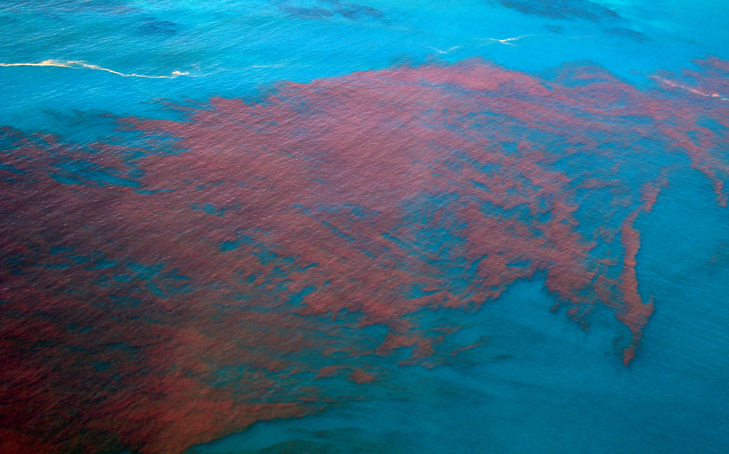 red algae bloom