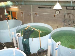 Vermont Hatchery Saves Millions in Energy Costs with RAS System - Innovasea