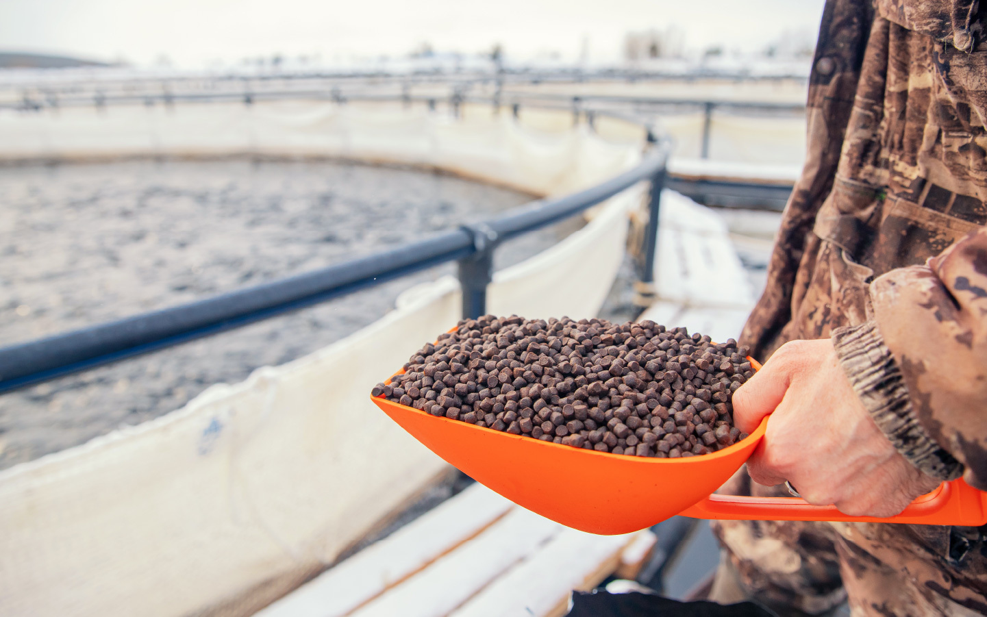 Aquaculture feed for a sustainable future